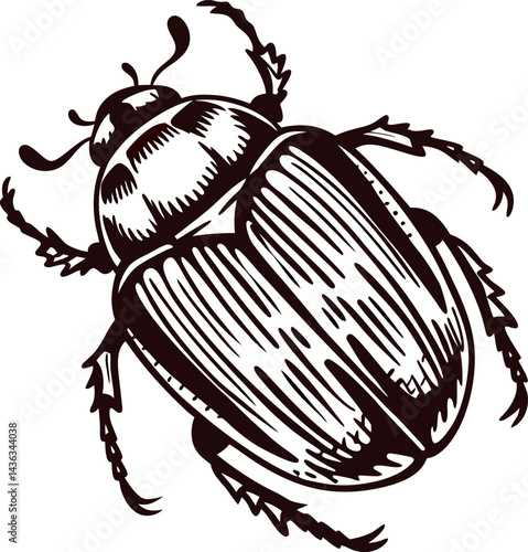 Detailed black and white of a beetle with distinctive patterns and textures