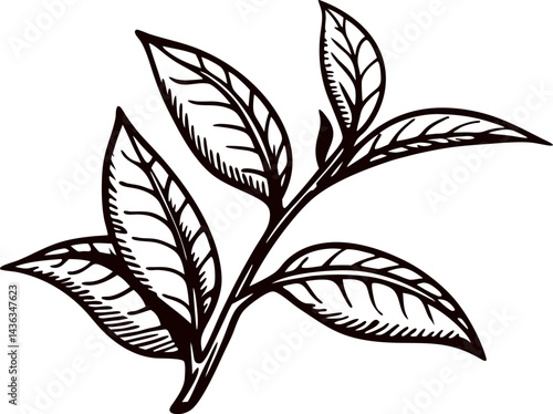 Black and white of a tea plant branch with leaves and buds.