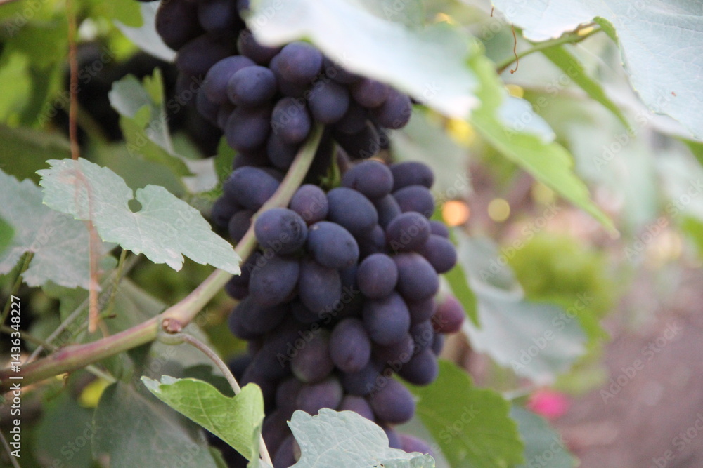 Fototapeta premium macro photo of ripe black grape bunches on vine with vibrant green leaves at sunny dacha garden, summer harvest detail
