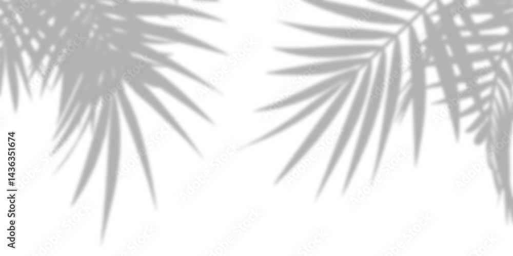 Fototapeta premium shadow of palm tree isolated on white