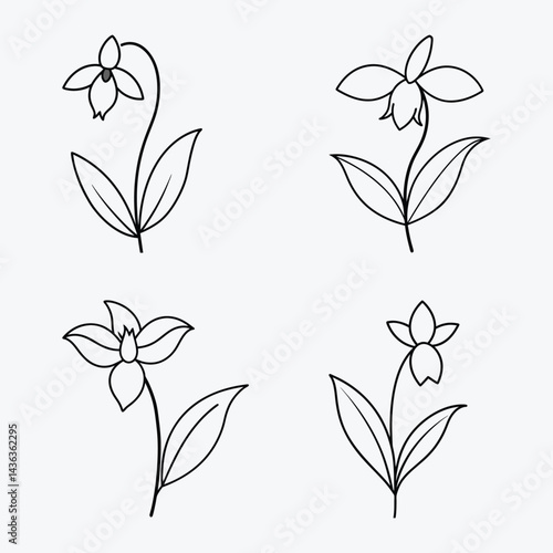 Aconite orchid with stems and leaves