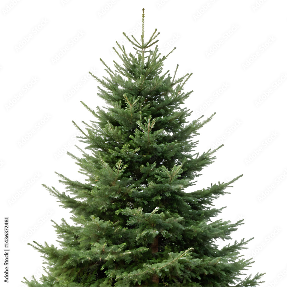 Fototapeta premium christmas tree isolated on transparent background