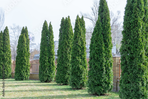 Slender tall green thujas planted in even rows and forming hedge. Trees are dense and neatly trimmed. Ground is covered with thin layer of grass. Concept caring for landscape and harmony with nature.
