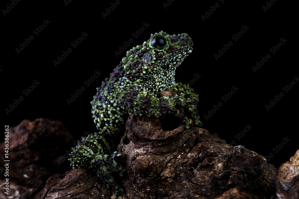 Vietnamese mossy frog on a wood, moss tree frog isolated on black background