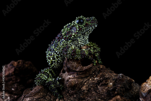 Obraz na płótnie Vietnamese mossy frog on a wood, moss tree frog isolated on black background w salonie
