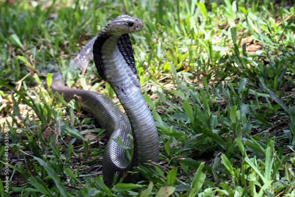 Fototapeta premium Black cobra snake on a grass, snake habitat in Java Indonesia, Naja sputatrix