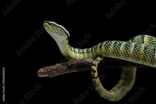 Obraz na płótnie wagleri pit viper snakes on branch, tropidolaemus wagleri, animal closeup w salonie