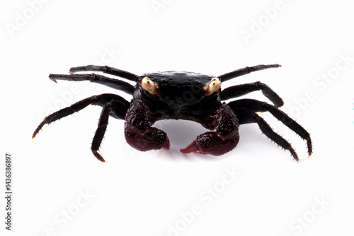 Obraz na płótnie Vampire crab isolated on white w salonie