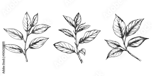 Top peak of leaf tea hand sketch drawing vector illustration on transparent background.