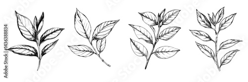Top peak of leaf tea hand sketch drawing vector illustration on transparent background.