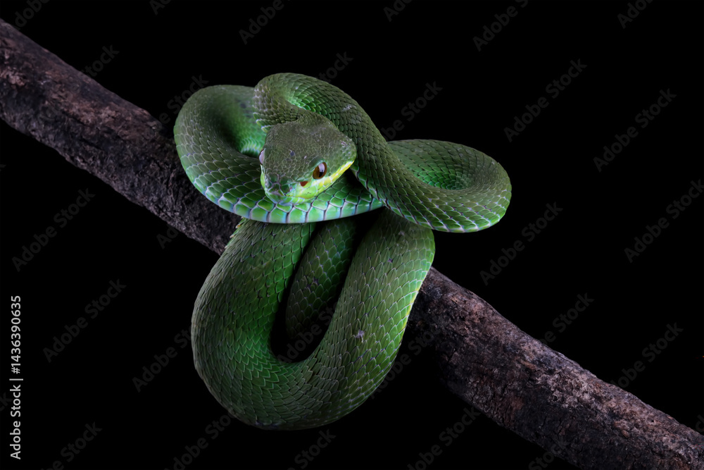 green viper snake on a branch, venomous and poisonous snake, trimeresurus albolabris