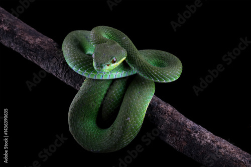 Obraz na płótnie green viper snake on a branch, venomous and poisonous snake, trimeresurus albolabris w salonie