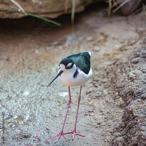 Full-Body Close-Up of Black-Necked Stilt (Himantopus mexicanus) with Long Pink Legs Standing on Wetland Ground. 