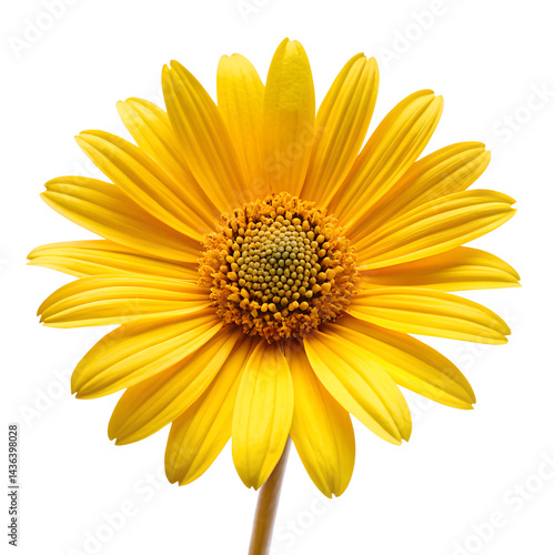 Yellow arnica flower