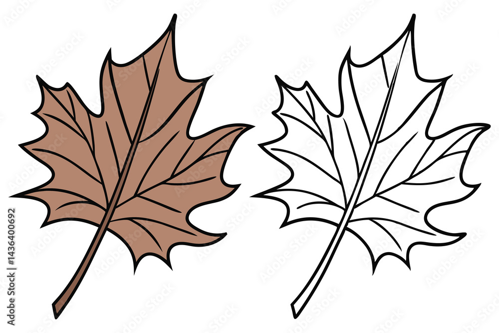 Fototapeta premium Autumnal Maple Leaf Brown Fill and Outline Leaf Design Isolated on White
