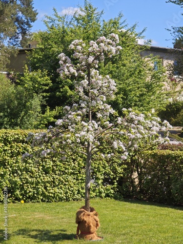 Kleiner blühender Apfelbaum Elsta