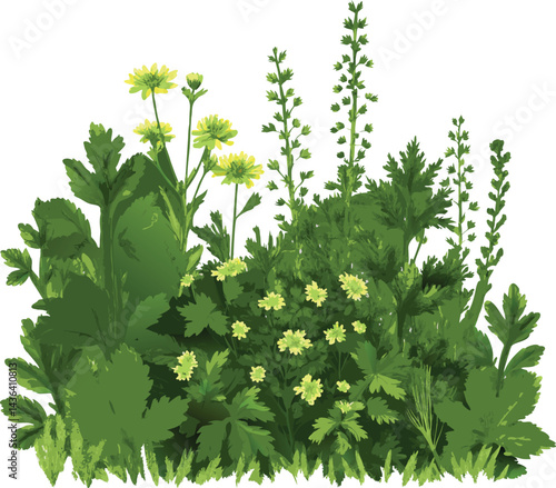 Watercolor botanical illustration of diverse plant specimens with green leaves and yellow flowers in a delicate vintage style on white background