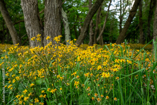 Golden Ragwort Wildflowers Bloom in Shenandoah Forest