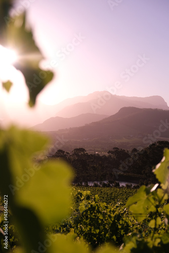 Elegant vineyard landscapes and mountain views in South Africa’s Cape Winelands, captured on a sunny day. Perfect for luxury travel, wine tourism, and lifestyle themes.