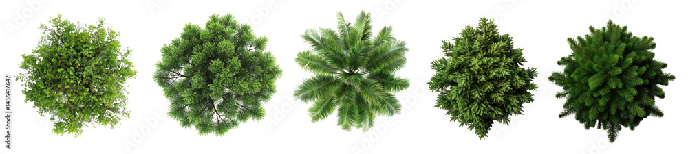 PNG Lush green foliage top view, element set on transparent background PNG Lush green foliage top view, element set on transparent background