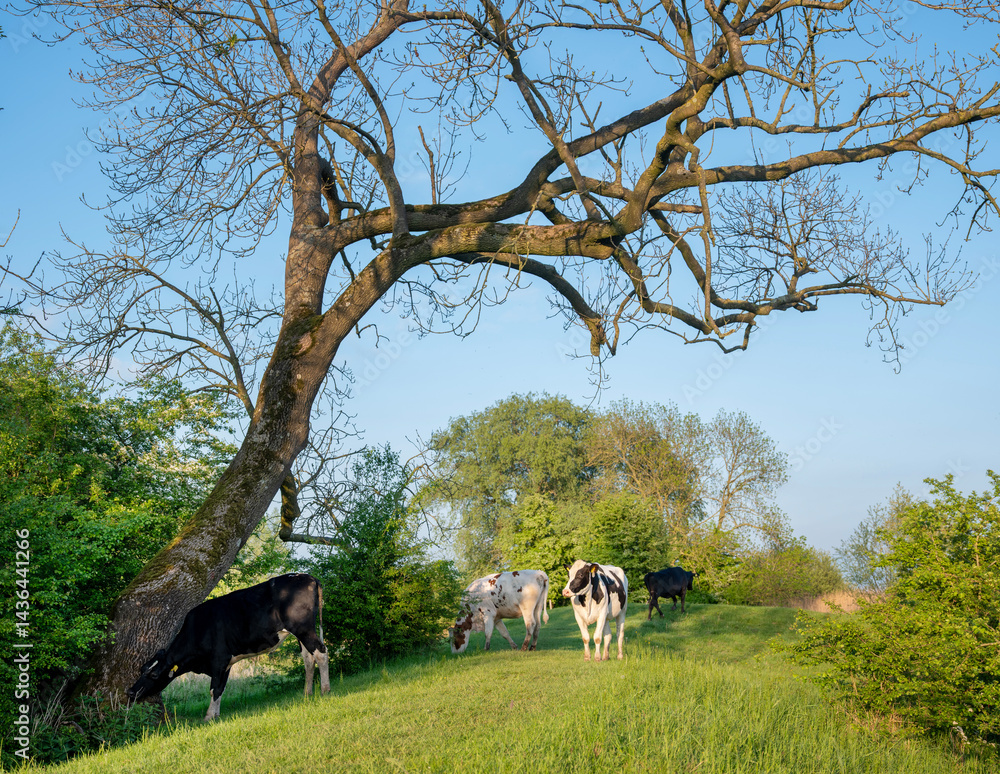 young cows in floodplanes of river rhine in the netherlands