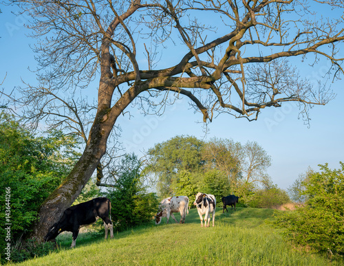 Obraz na płótnie young cows in floodplanes of river rhine in the netherlands w salonie