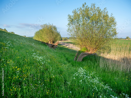 dike with willows and spring flowers in the netherlands under blue sky