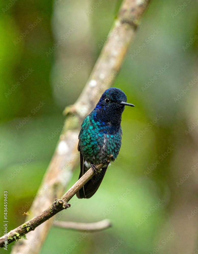 Obraz premium blue hummingbird. blurred forest background