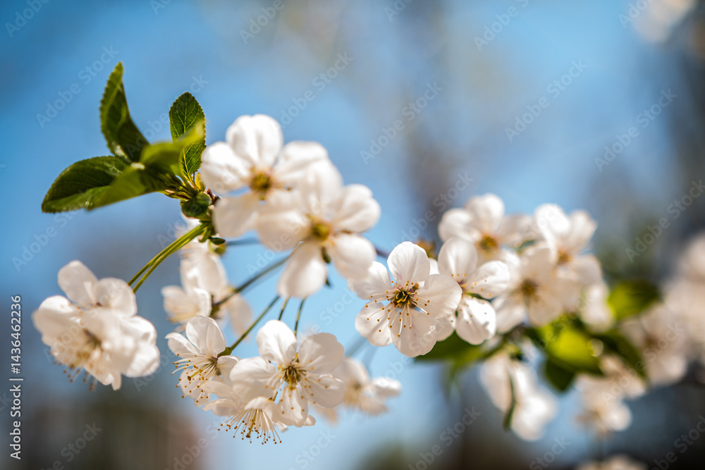 beautiful blossoming cherry branch in spring beautiful blossoming cherry branch in spring