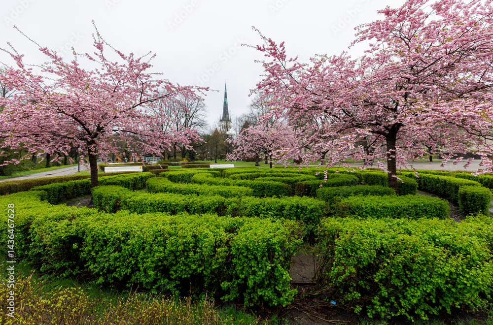 Fototapeta premium Blooming cherry trees in Tallinn, Estonia
