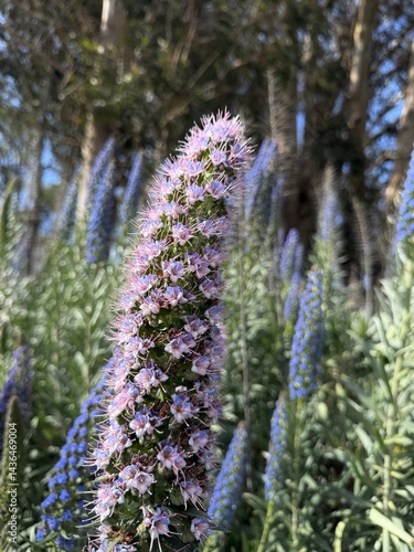 lupines