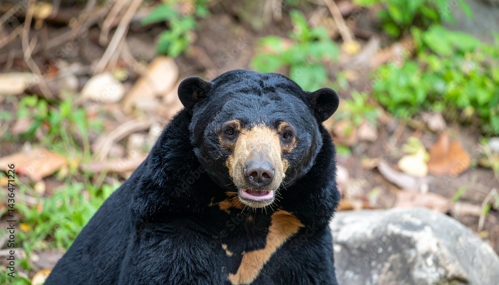 Fototapeta premium Malayan sun bear