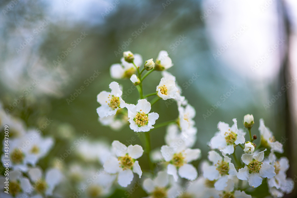 Delicate White Spring Blossoms in Bloom Delicate White Spring Blossoms in Bloom