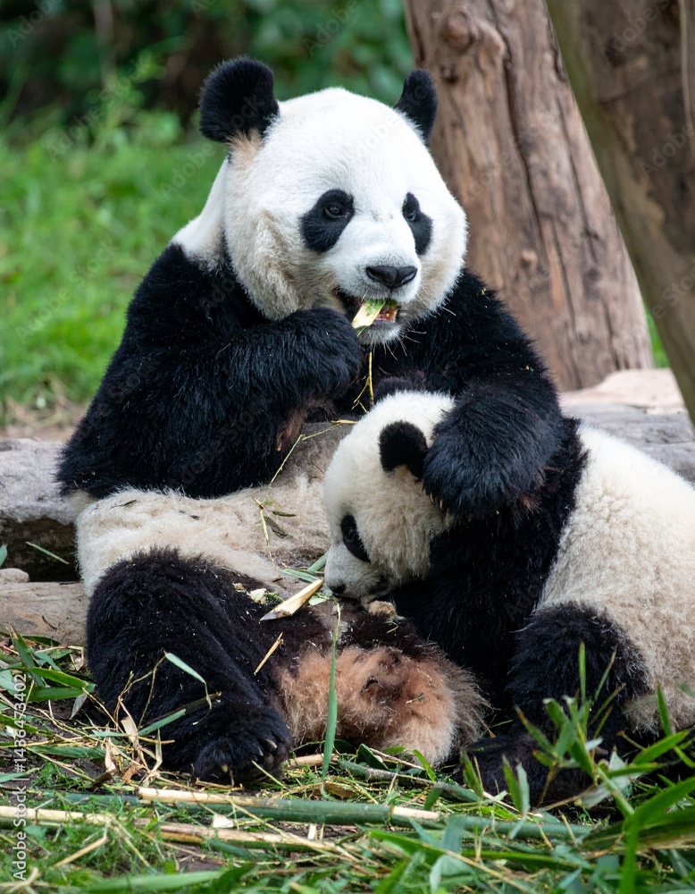 Fototapeta premium Panda family 