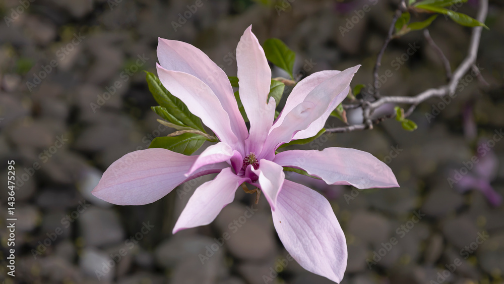 Obraz premium Close-up shot of the Pink star-shaped flowers of blooming Star magnolia - Magnolia stellata cultivar 'Rosea'