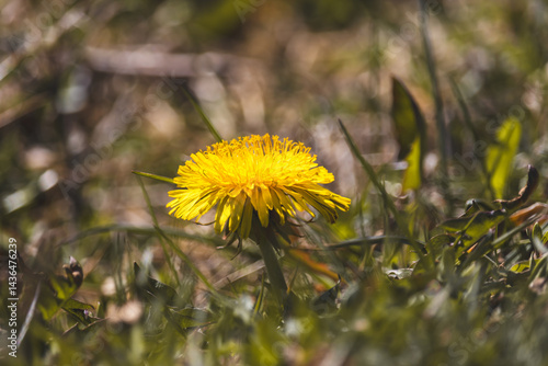 Wallpaper Mural Field milkweed against a blurred background. Close-up of the plant. Sunny day in April Torontodigital.ca