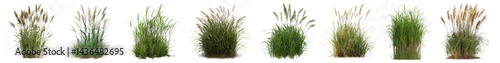 PNG Ornamental grasses in various arrangements, element set on transparent background