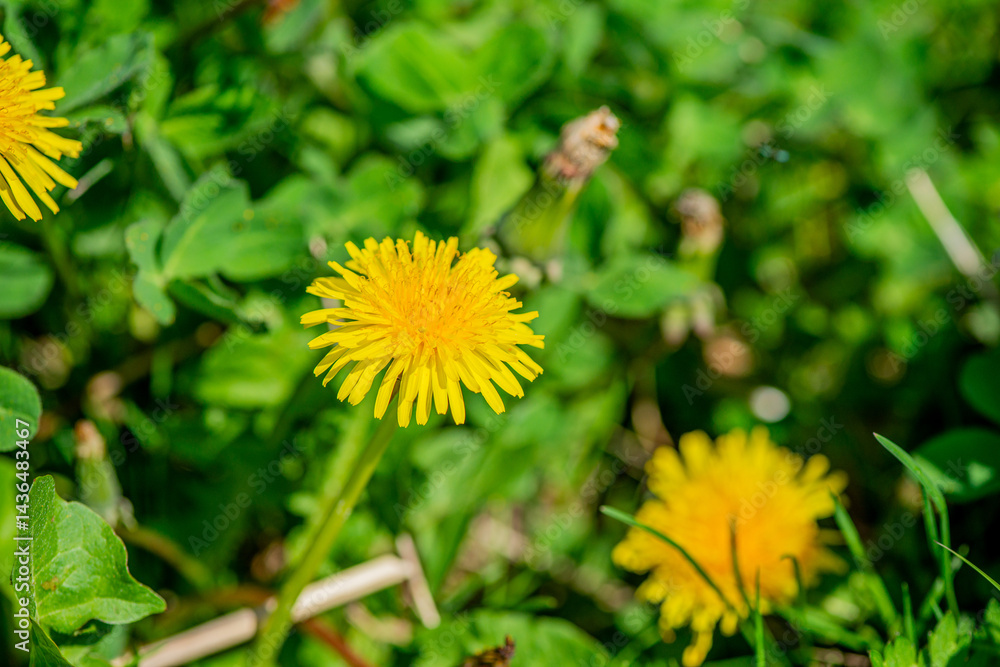 Macro Details of Dandelion Blossoms Macro Details of Dandelion Blossoms