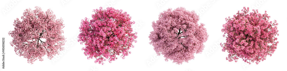 Obraz premium PNG Vibrant pink cherry blossoms overhead, element set on transparent background