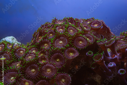 Coral Zoanthus Nirvana in Reef Tank
