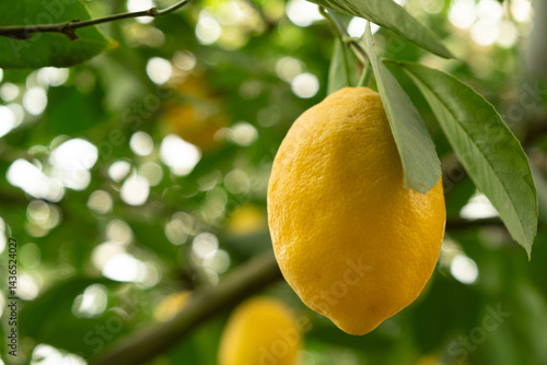 Growing lemon trees in greenhouse, juicy fruit on tree branch close-up.