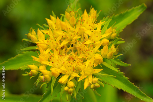 Medicinal plant Golden root, Rhodiola rosea. The fat family. 
Rhodiola rosea in the form of tea is used to relieve fatigue, overwork, to increase efficiency and endurance.