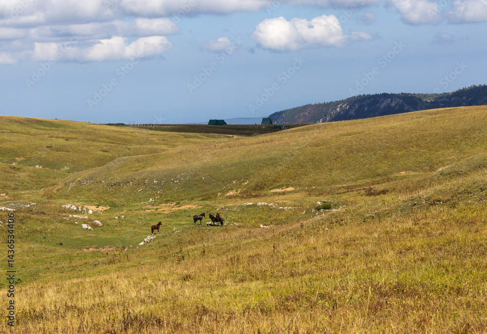 Fototapeta premium nature park, horse grazing on pastures with sparse vegetation autumn period in nature