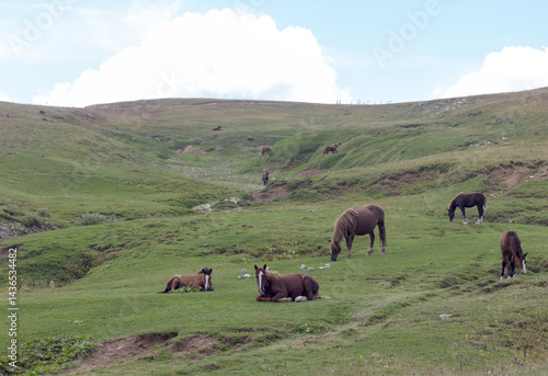 Wallpaper Mural nature park, horse grazing on pastures with sparse vegetation autumn period in nature Torontodigital.ca