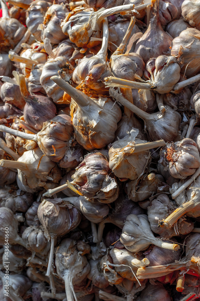 Pile of fresh garlic bulbs with stems in sunlight Pile of fresh garlic bulbs with stems in sunlight