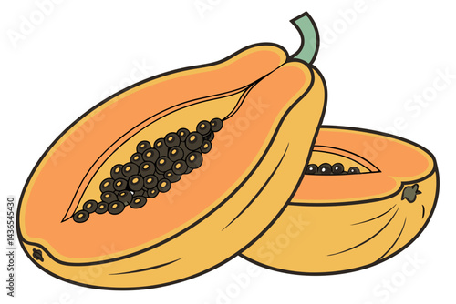 vector illustration of a melon