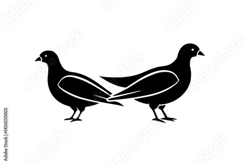 two pigeons isolated on white background
