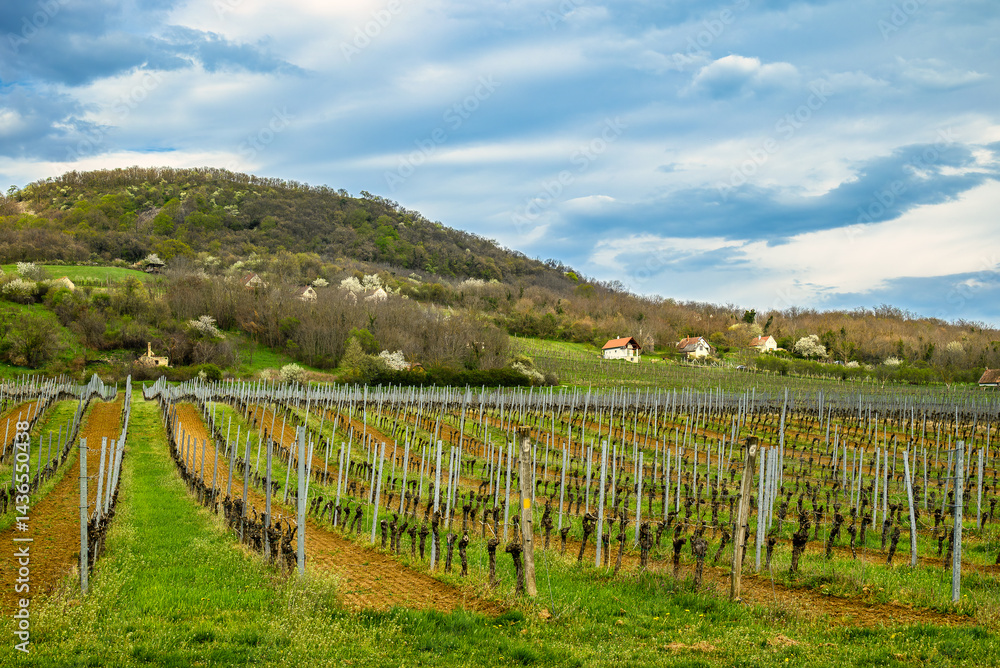 Fototapeta premium Spring vineyard on hillside with rural houses and forest