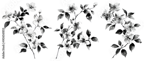Fototapeta Naklejka Na Ścianę i Meble -  PNG Elegant monochrome floral illustration, element set on transparent background