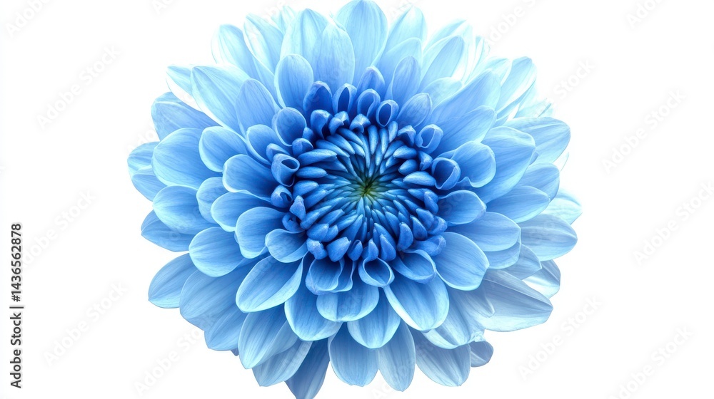 Obraz premium Light Blue Chrysanthemum Flower Close Up